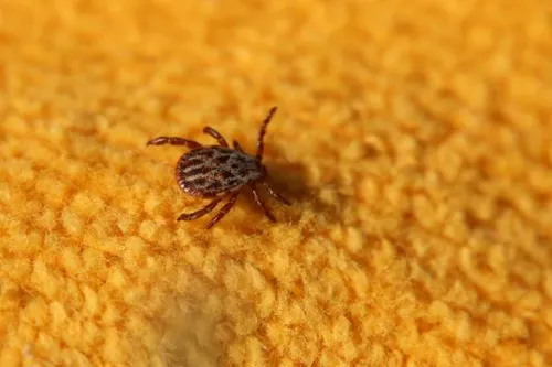 Ticks Pest Control