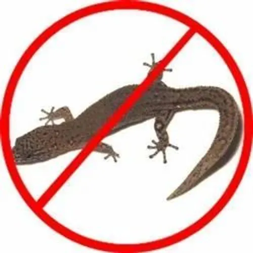 Lizard Control Service