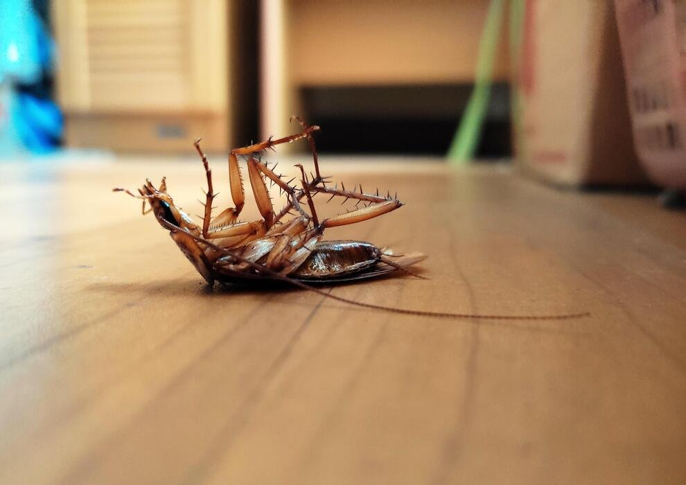 Cockroach Pest Control