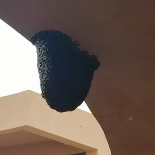 Honeycomb Removal Service